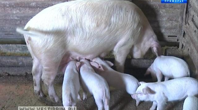 «米哈伊洛夫斯基» 超级经济发展区的居民企业将生产猪肉一万吨。
