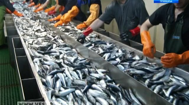 «滨海边疆区新经济»沙丁鱼罐头将会在滨海边疆区的商店上架。