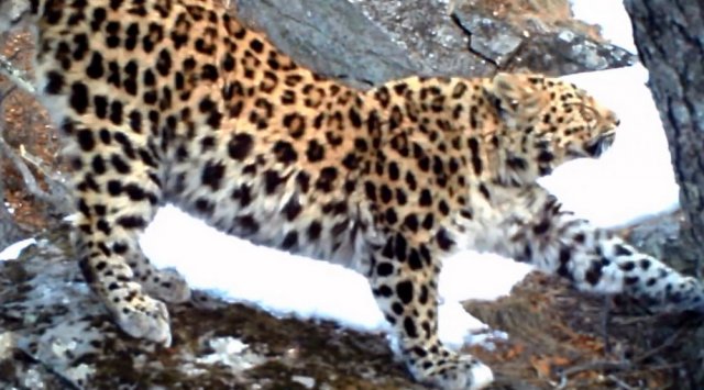 新的雌豹落户了在“豹的领土” 国家公园