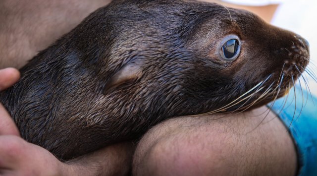 在鄂霍次克海获救的年幼的北海狮正住在滨海边疆区的海洋馆