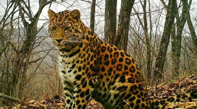 中国自然保护区与俄罗斯“豹的王国”国家公园交换关于远东豹与东北虎的数据