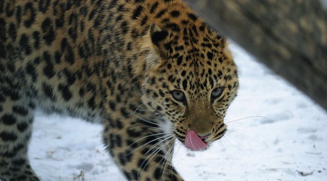 专家将评估游客对“豹的领土”国家公园自然生态的影响