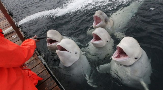 俄符拉迪沃斯托克6只白鲸将落户中国山海关欢乐海洋馆