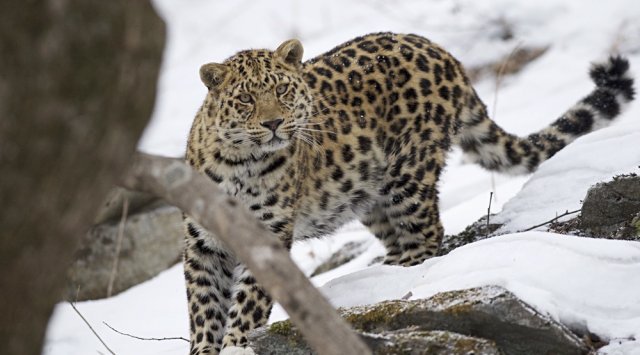 俄“豹之乡”国家公园：中国将建150万公顷虎豹国家公园