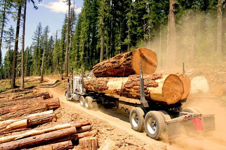 哈巴罗夫斯克边疆区将借助中国合作提高木材加工企业收益