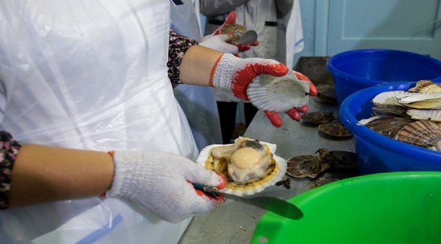 滨海边疆区海藻养殖场扇贝和海参收获量增加了