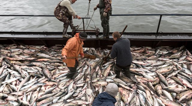 俄罗斯去年渔业形势喜人