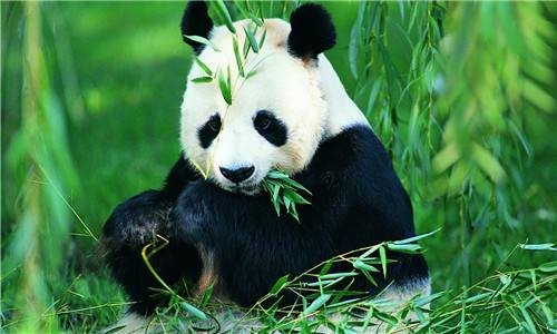 两只中国大熊猫或将入住莫斯科动物园！