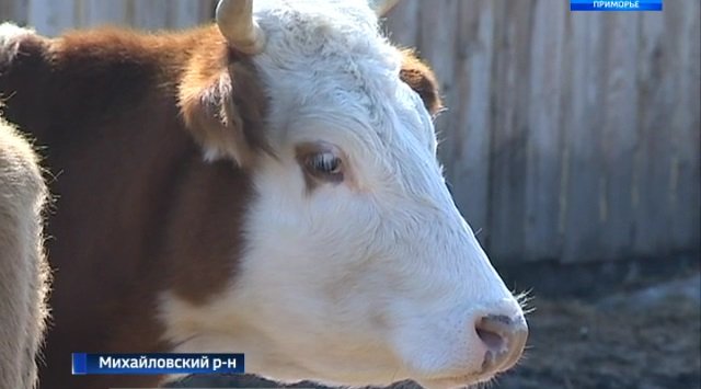 奥西诺夫卡村奶牛场的发展