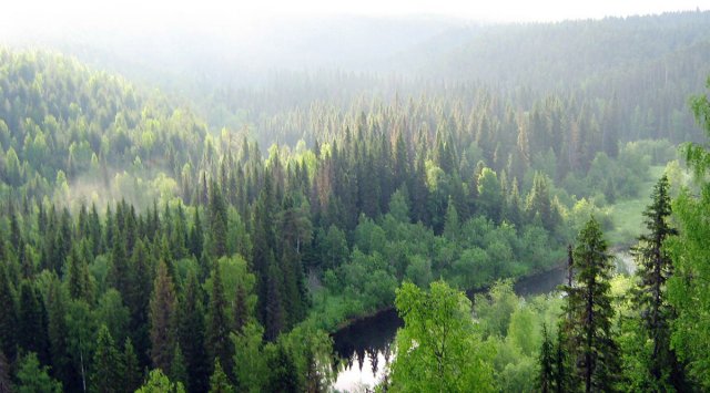 中国投资者拟向俄林业投资达10亿欧元