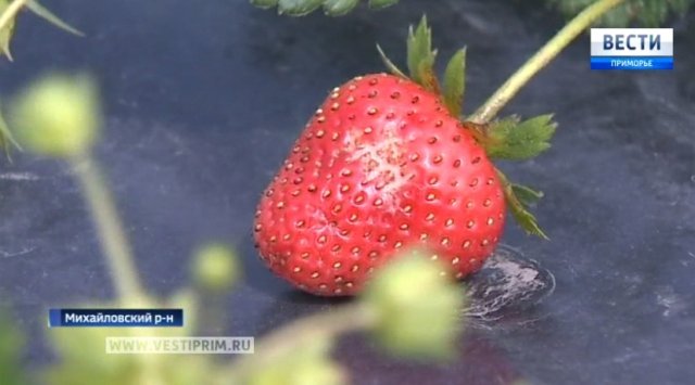 俄罗斯滨海边疆区草莓销售量越来越高