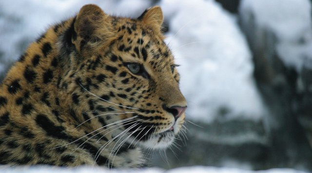 俄罗斯滨海地区野生动物-远东地区豹