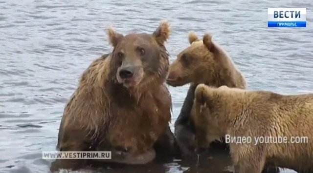 俄罗斯滨海地区野生动物-熊