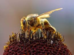 俄联邦动植物卫生监督局禁止18余吨毒蜂蜜进入中国