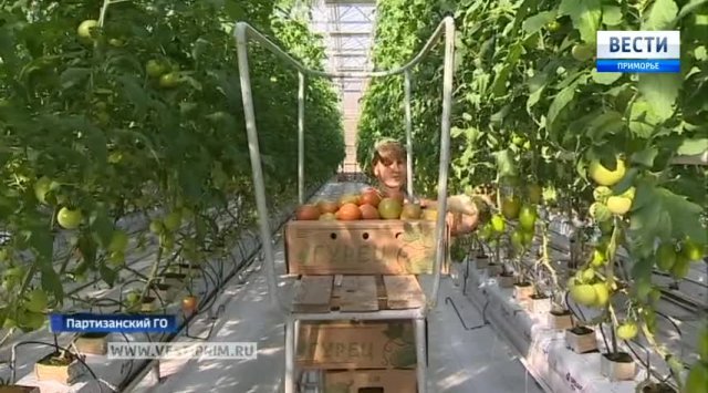 在游击队城市洛佐沃镇现代的温室栽培蔬菜
