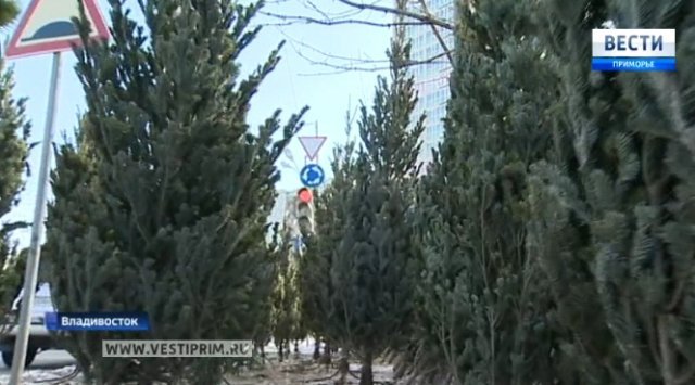 符拉迪沃斯托克开始出售新年树