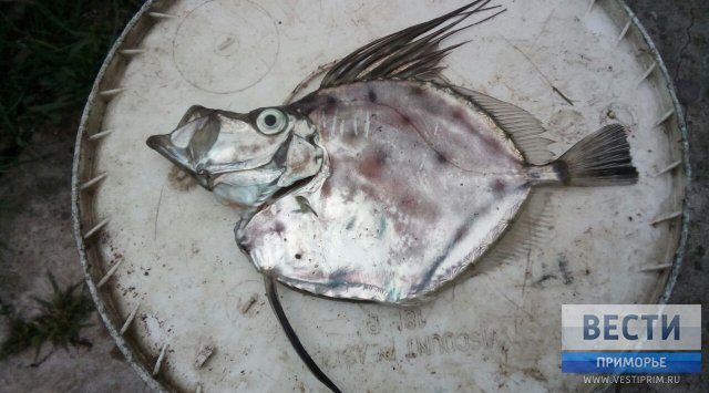 在滨海边疆区捕鱼者捕到了一条异常鱼（有图片！）