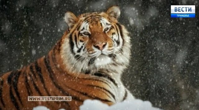 滨海边疆区科学家获得了东北虎稀有的照片