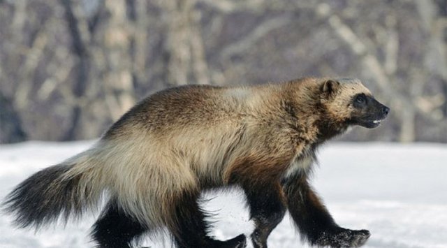 俄罗斯滨海地区野生动物-狼獾