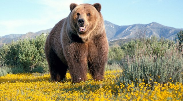 来自西伯利亚的熊将飞低参加符拉迪沃斯托克的原始森林节