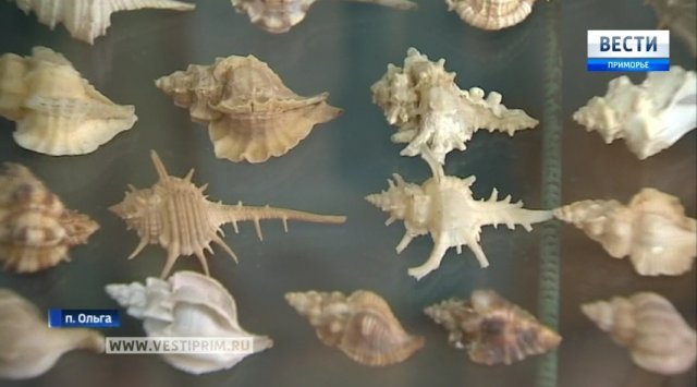 “Primorye – 80周年！我们历史”：来自彼尔姆村的水手长在出海旅行中收集了大量的贝壳