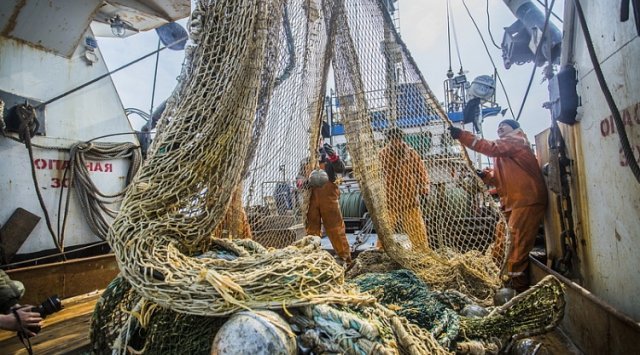 滨海边疆区渔民增加鰯鱼捕鱼量
