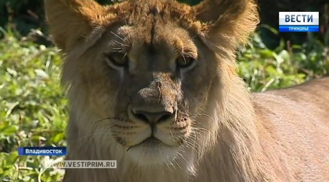 符拉迪沃斯托克最着名的狮子终于找到家庭