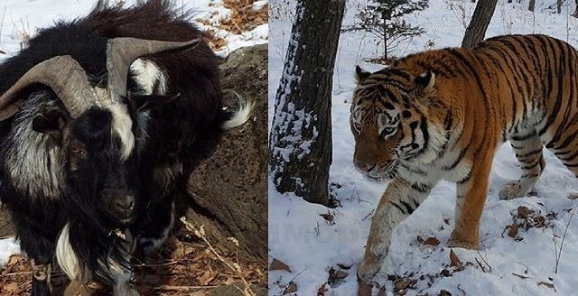 俄滨海边疆区动物园老虎阿穆尔和山羊铁木尔已经做朋友三年了