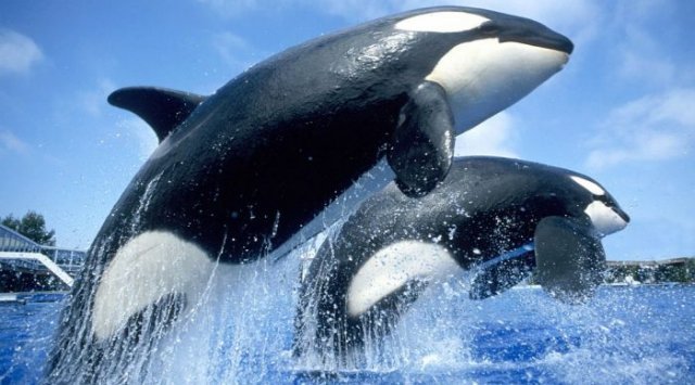检察长办公室发布警告：在远东地区不允许捕杀虎鲸并向国外销售