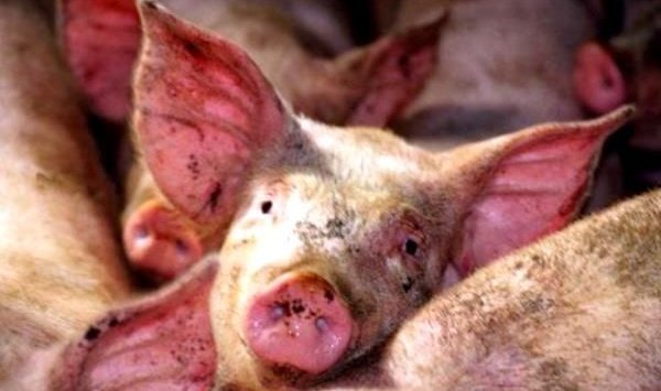 在滨海边疆区由于新的口蹄疫爆发将毁灭22.5万头猪