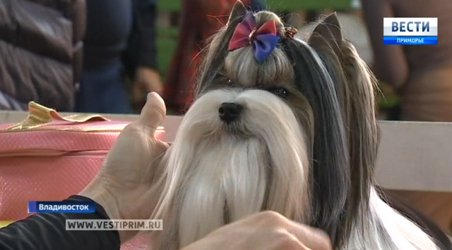 在符拉迪沃斯托克全俄展览会上展出一百多种狗