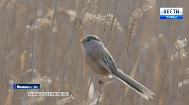滨海边疆区一种罕见的芦苇鸟马上要灭绝