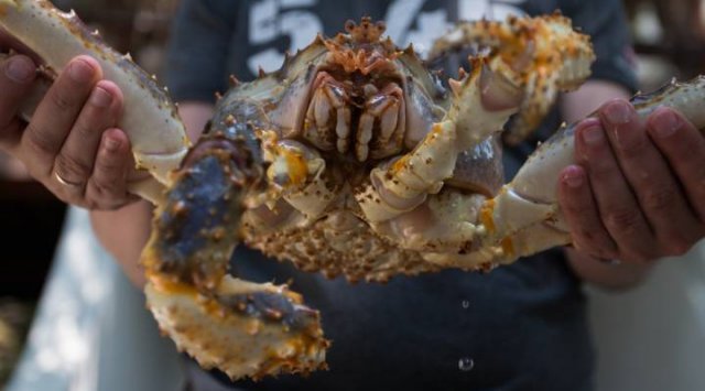 在滨海边疆区边防卫队发现了非法加工螃蟹工作间