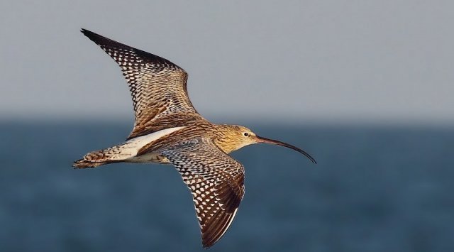 3月下旬在滨海边疆区开始鸭子捕猎