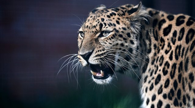 俄罗斯和中国国家公园已同意交换有关豹子的信息