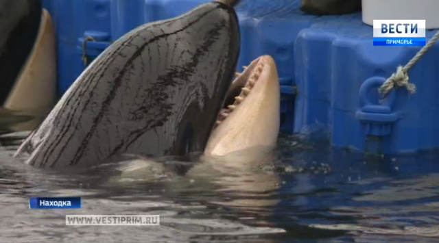 在中部湾海洋动物康复中心代替” 鲸鱼监狱”