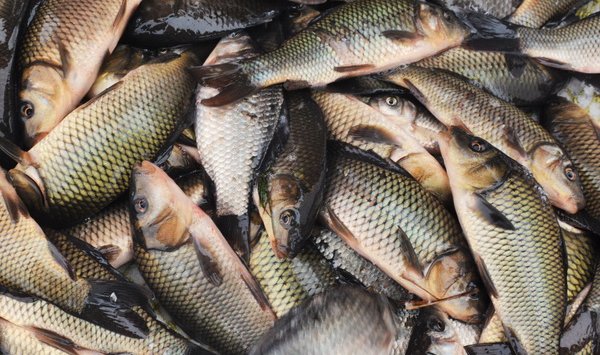 上个星期从滨海边疆区和萨哈林出口189种鱼产品
