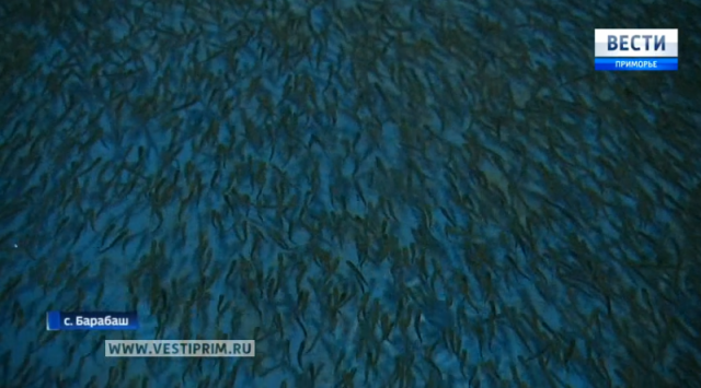 五百万条鲑鱼苗被释放到瑚布图河