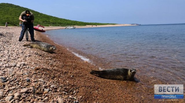 四只斑海豹离开滨海边疆区康复中心