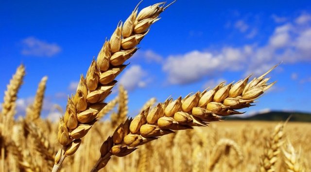 亚太地区国家积极进口大量玉米，小麦和面粉