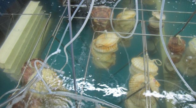 滨海边疆区的科学家学会了养殖牡蛎