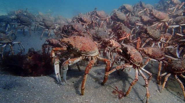 遠東的深海螃蟹配額已成為錯誤計算和錯誤的人質
